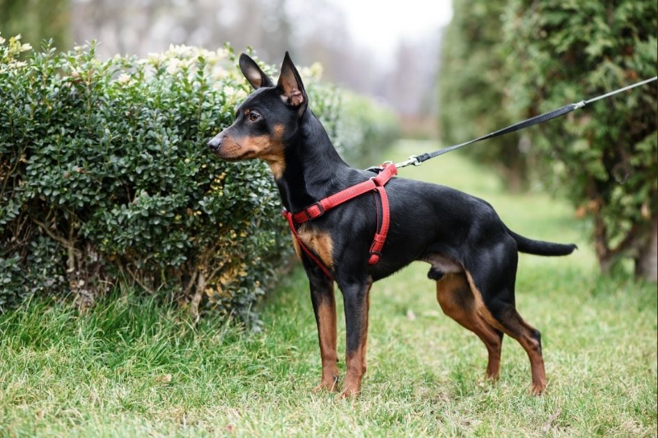 Miniature Pinscher in Standing Height on Leash