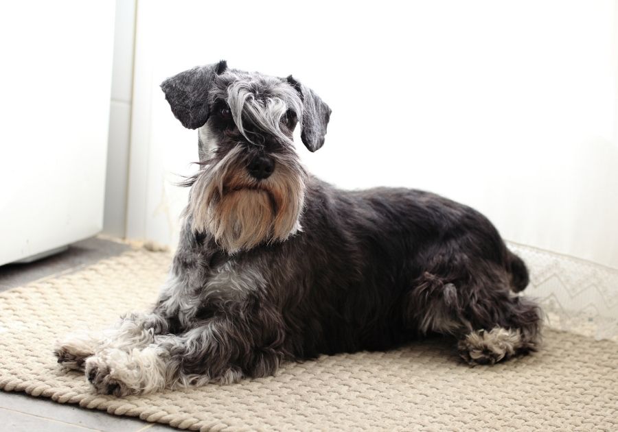 Miniature Schnauzer Lying on Mat