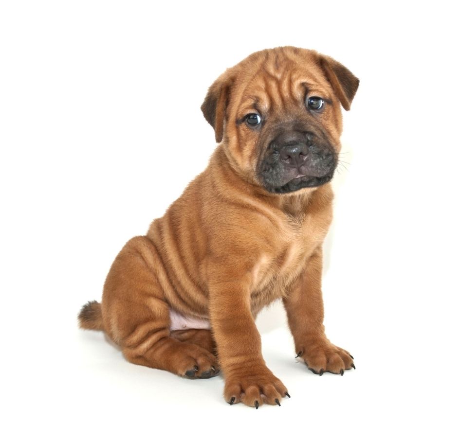 Miniature Shar-Pei Pup Sitting on White Background Looking Forward