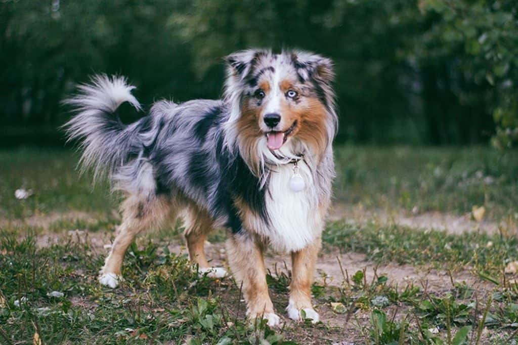 mini australian shepherd size comparison