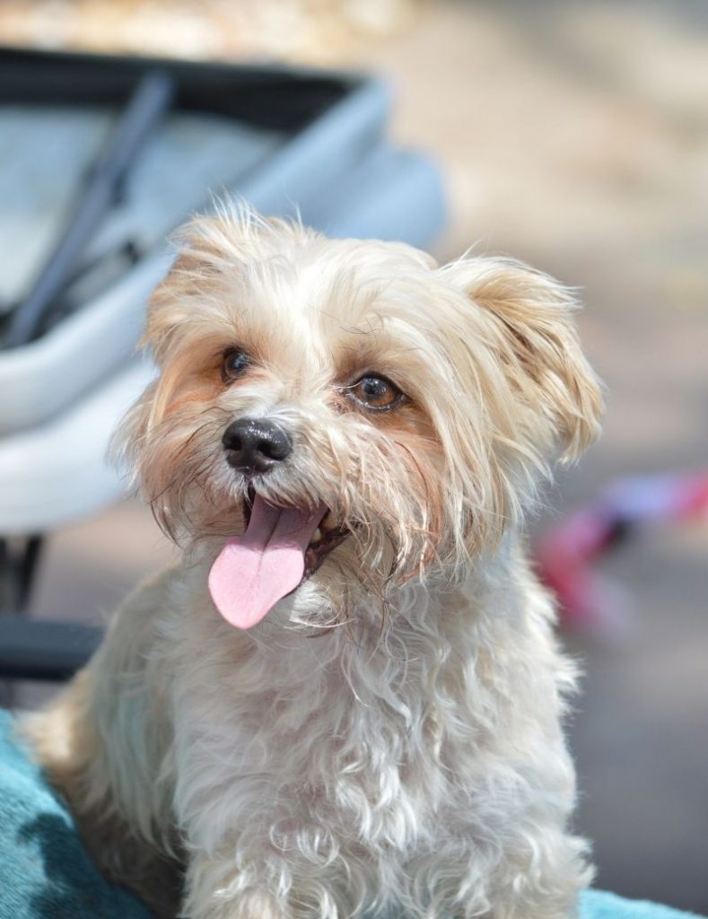 Morkie: A Maltese and Yorkie Mix Smiling