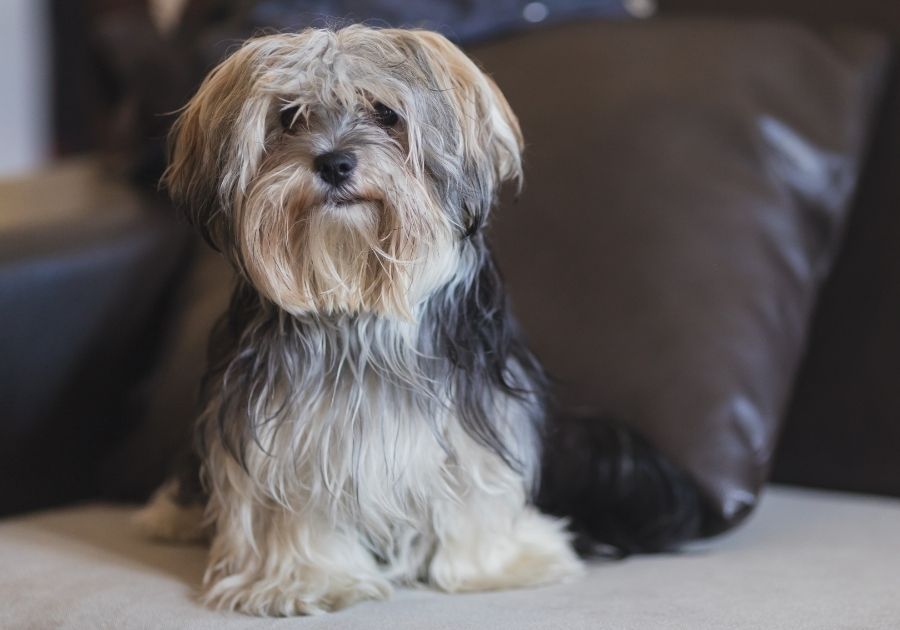 Morkie – Maltese Yorkie Mix Dog Sitting on Sofa
