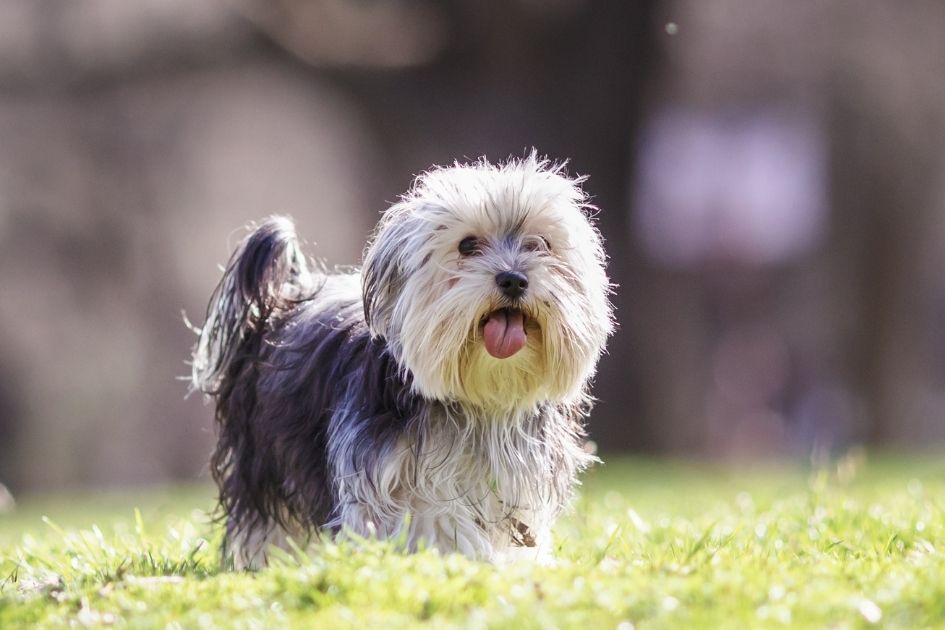 Maltese Yorkie Mix Dog Standing on Grass Panting