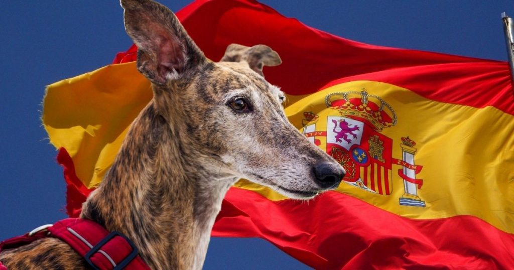 Most Popular & Adorable Spanish Dog Breeds You'll Love