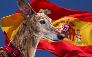 29 Adorable Spanish Dog Breeds You’ll Love