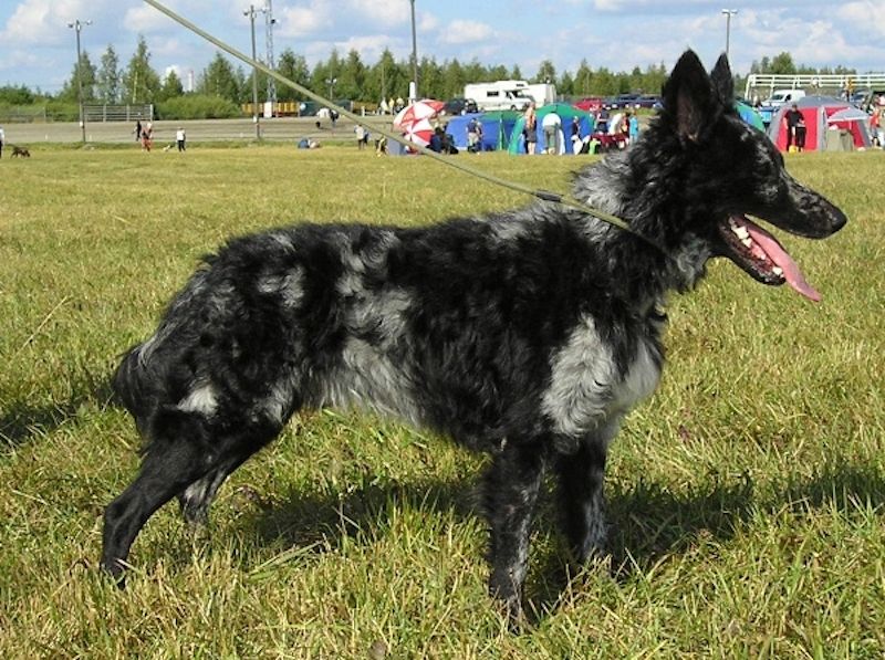 Mudi Dog Breed