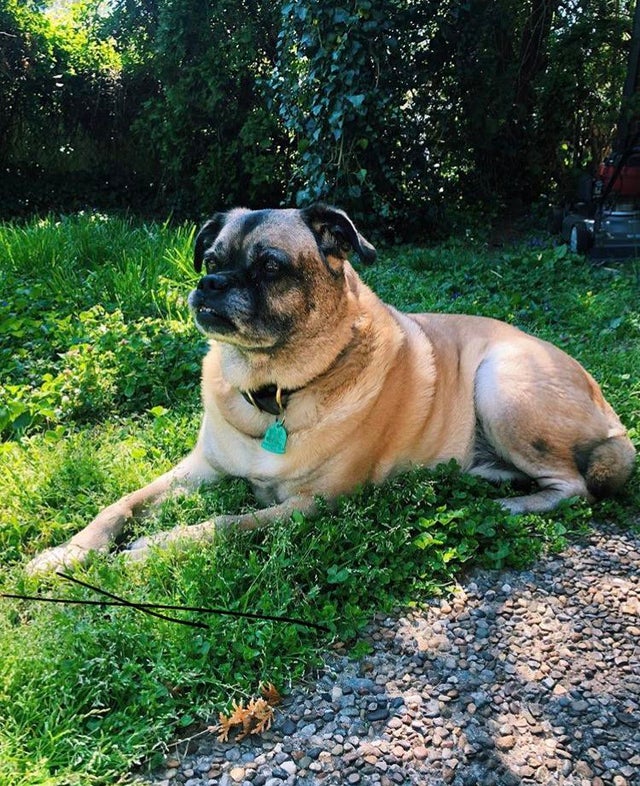 Murphy - A German Shepherd Pug Mix Resting on Grass