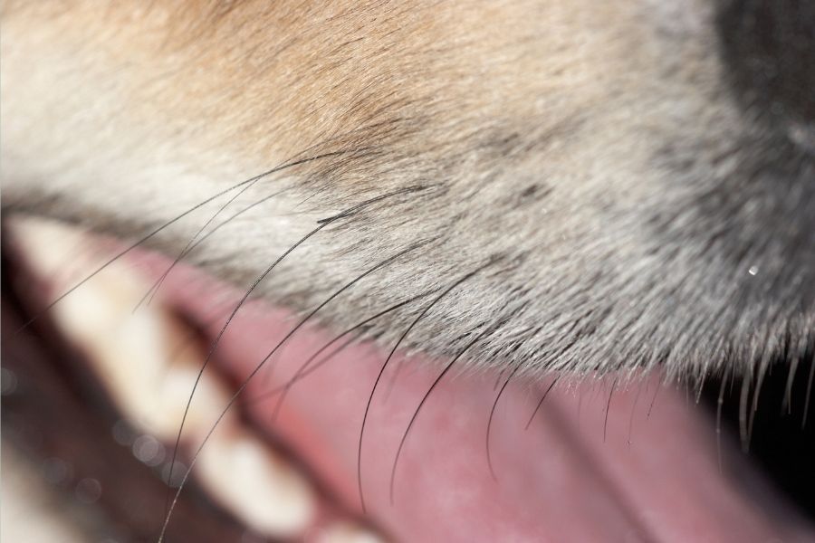 Mystacial Dog Whiskers in Close Up