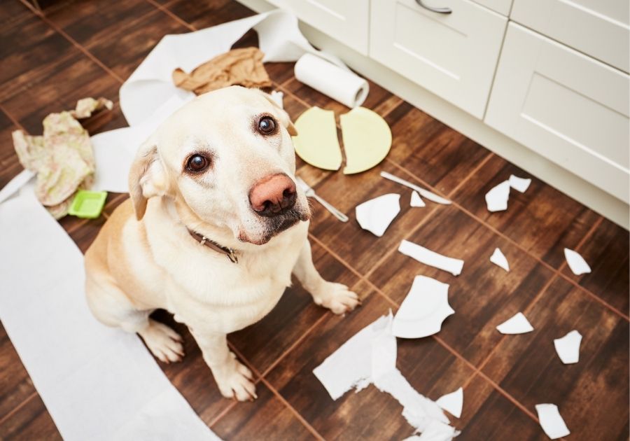 Naughty Labrador Retriever Dog Sitting on Kitchen Floor Looking Up