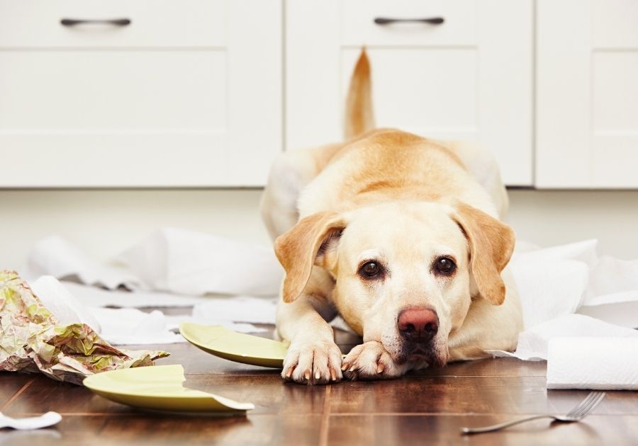 Naughty Dog on Floor with Broken Plates in Kitchen