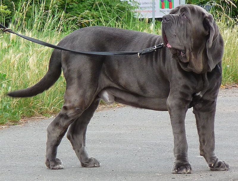 Rare Dog Breed – Neapolitan Mastiff