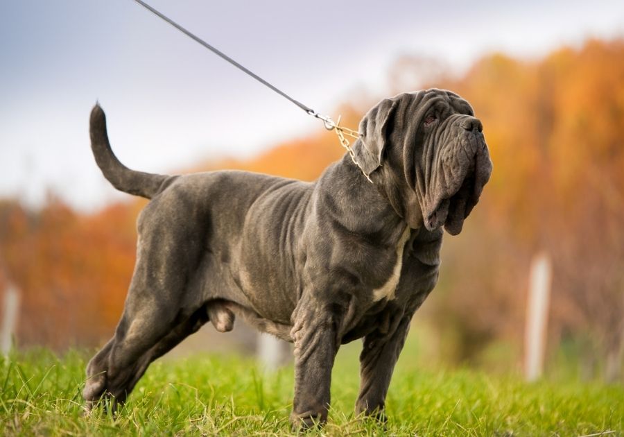 Neapolitan Mastiff Dog Standing on Grass