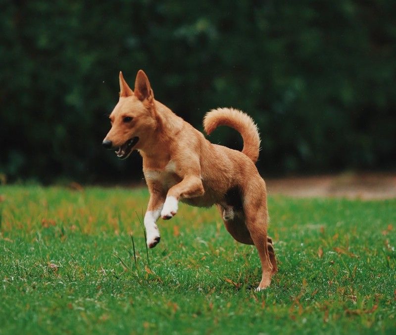 New Guinea Singing Dog Breed