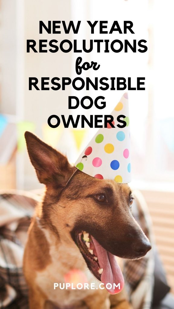 Pin It: New Year Resolutions for Responsible Dog Owners