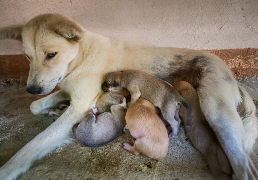 Newborn Puppies Sucking Milk from Mother