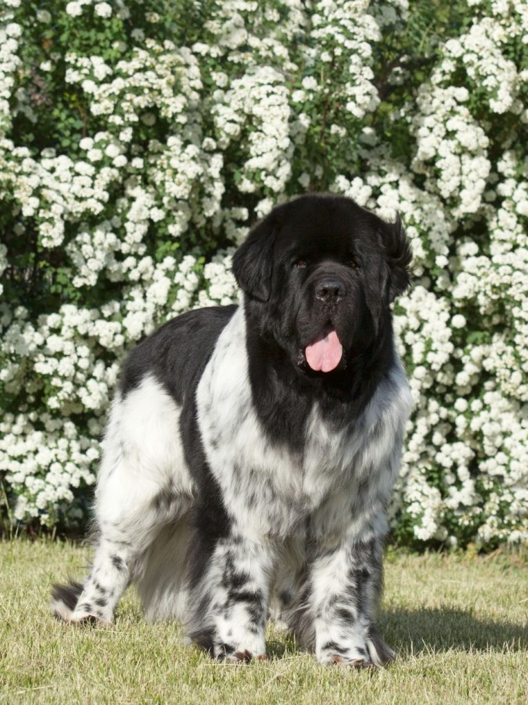 Newfoundland Dog Standing on Grass