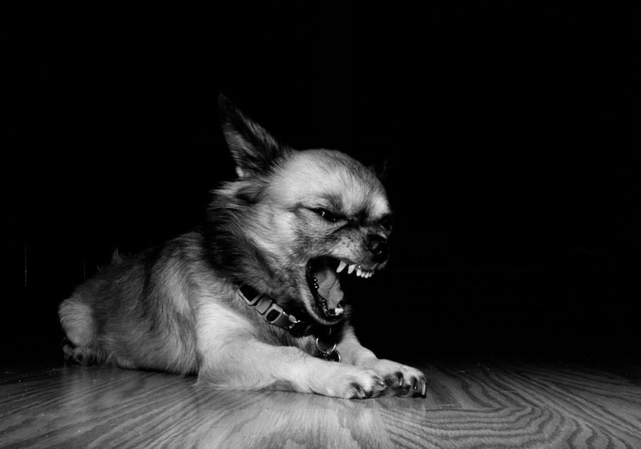 Night Portrait of Angry Chihuahua Showing Teeth