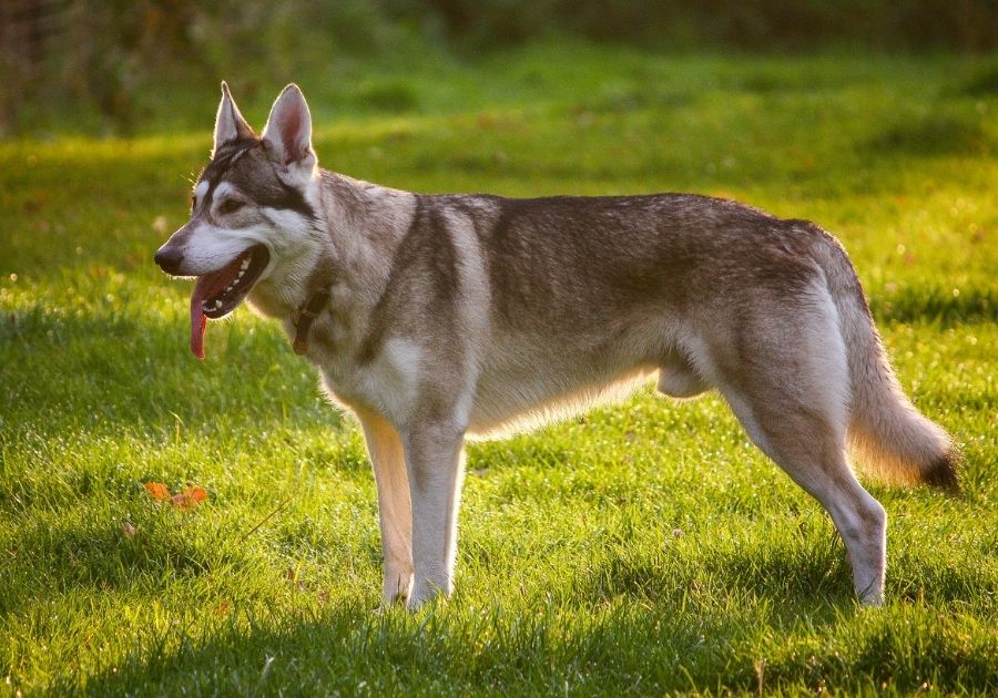 Northern Inuit Dog Standing at Open Park