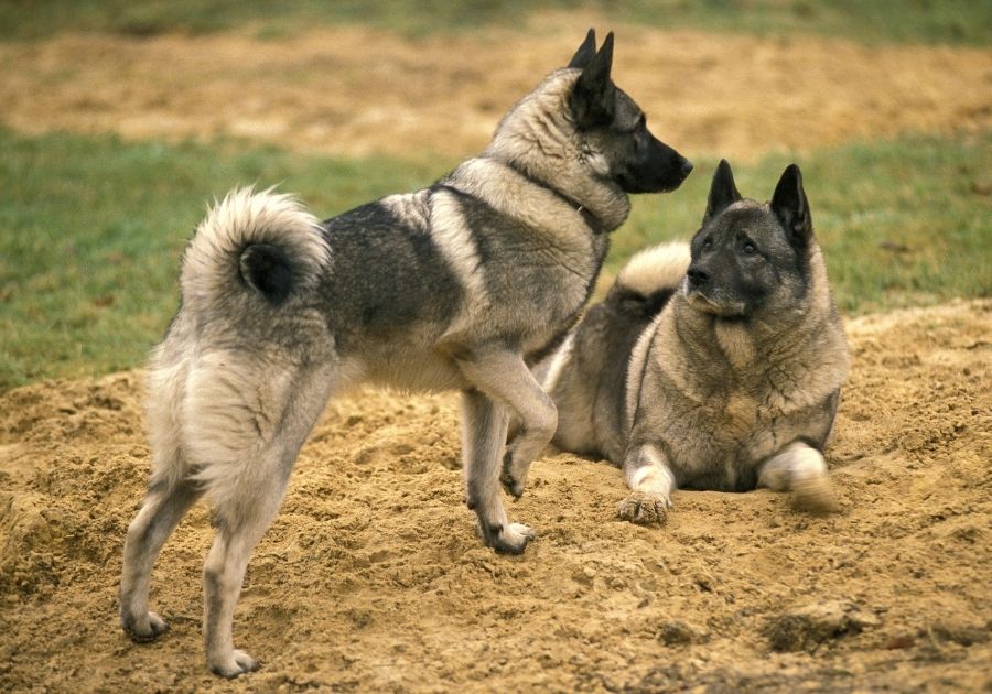 Two Norwegian Elkhound Dogs on Sand