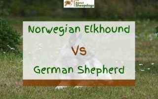 Norwegian Elkhound Vs German Shepherd – Which One Is Better?