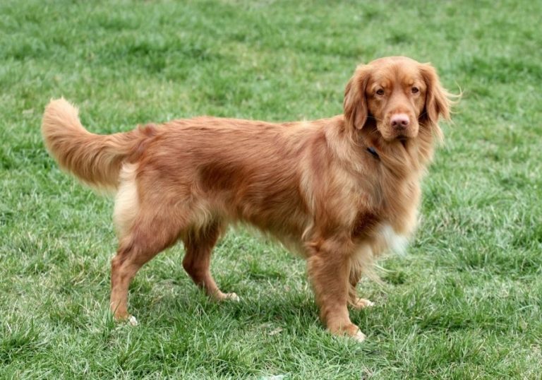 15 Best Duck Hunting Dog Breeds That're Good Companions Puplore