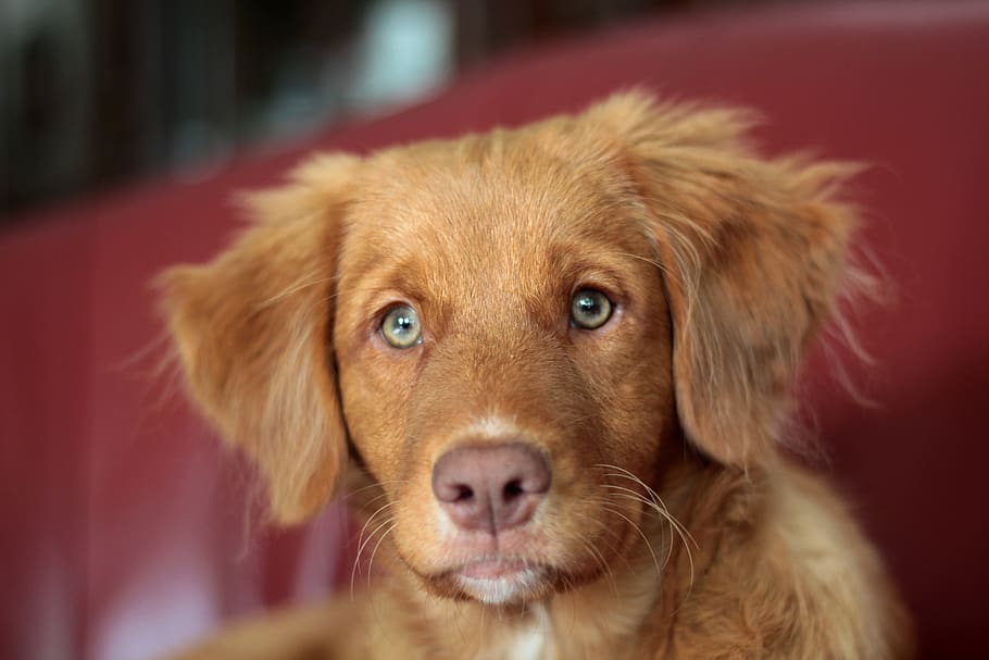 what breed of dogs have pink noses