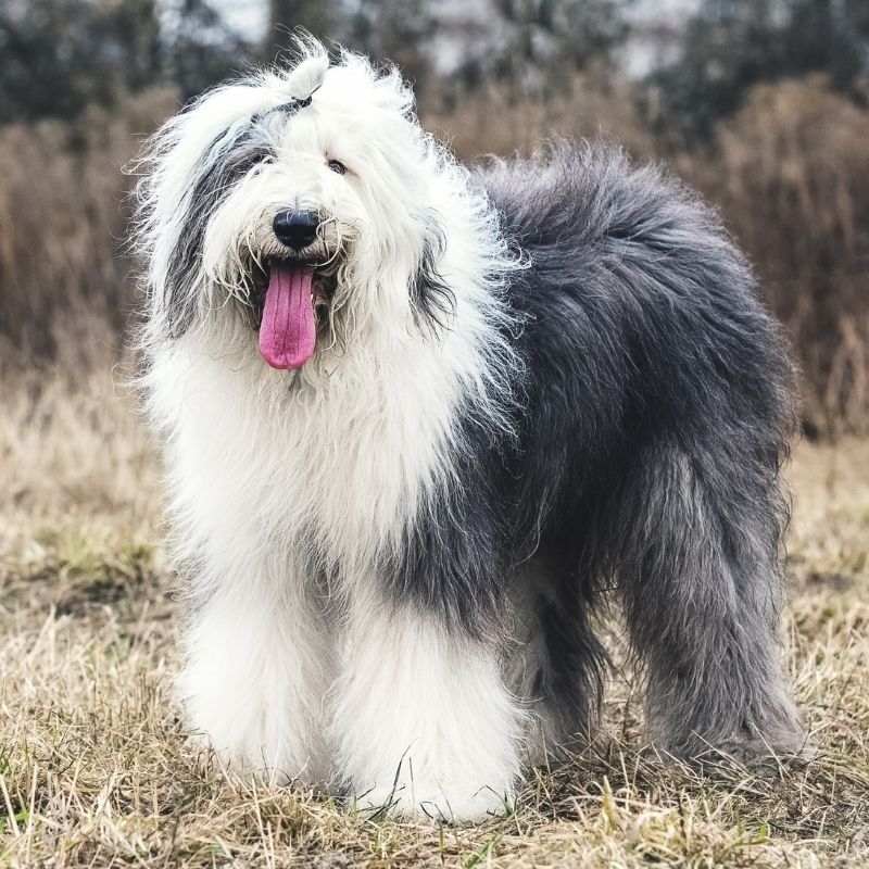 Old English Sheepdog Dog Breed Standing on Grass
