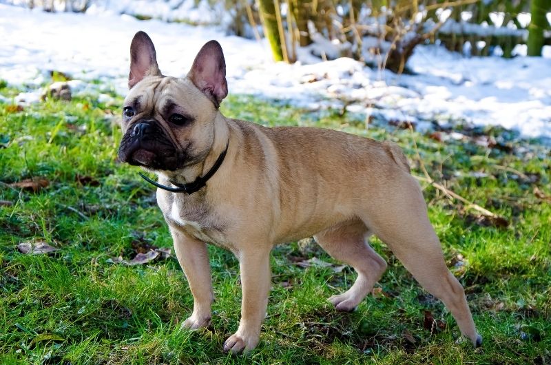 Olde English Bulldogge Dog