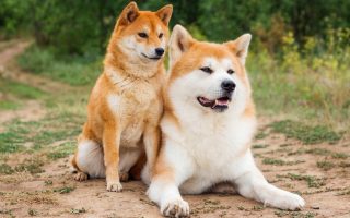 15 Oldest Dog Breeds In The World (And Still Living)