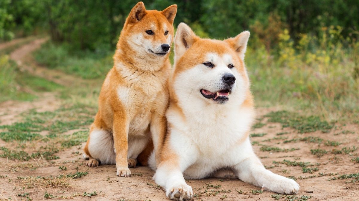 Oldest Dog Breeds In The World (And Still Living)