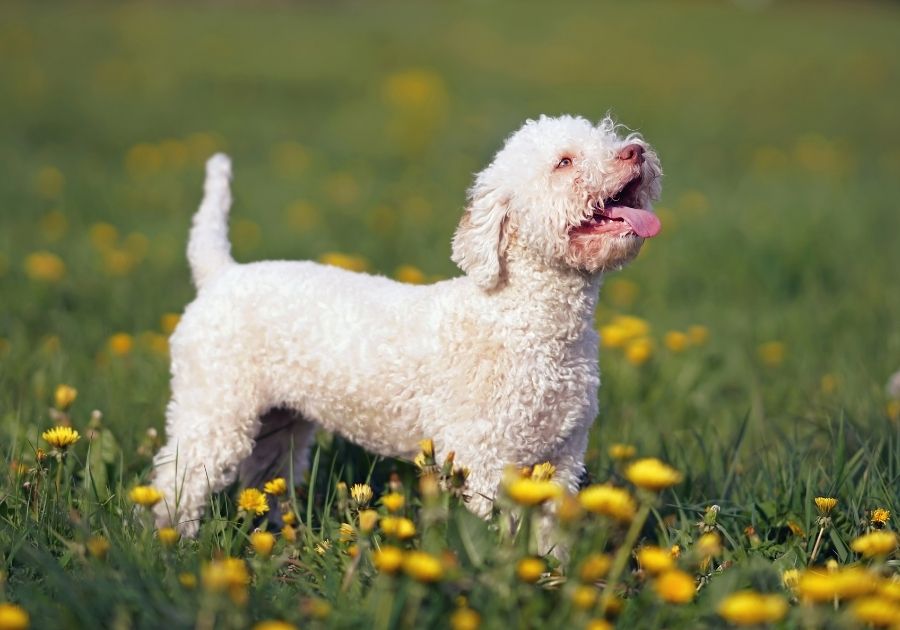 Orange and White Lagotto Romagnolo Dog Standing on Grass with Flowers