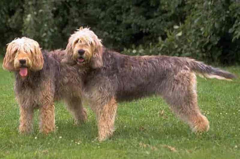 Exotic Dog Breeds – Otterhound