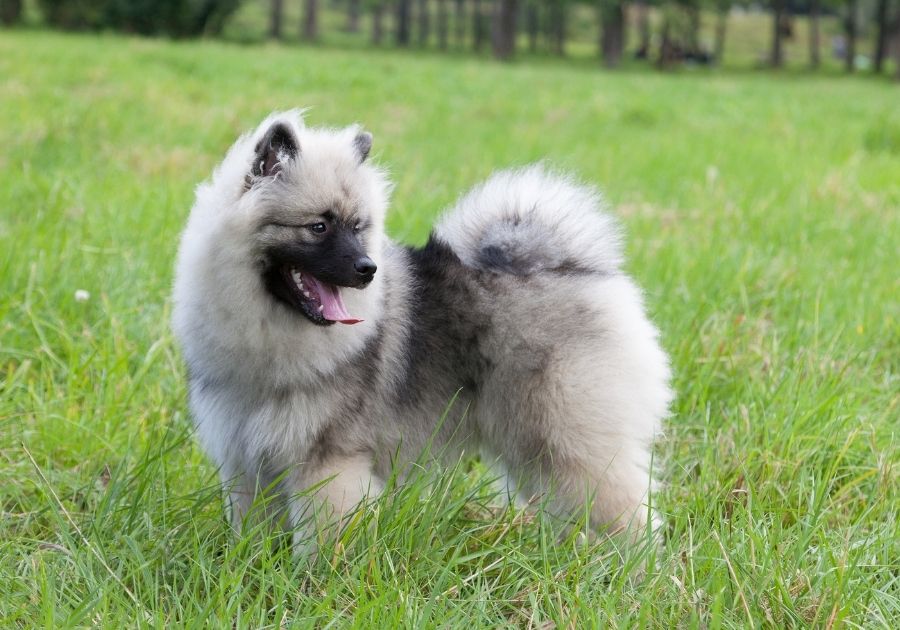 Outdoorsy Keeshond Puppy Standing on Grass