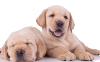 Overtired Lab Puppy: Important Things to Know About Them
