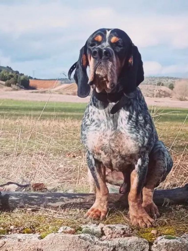 Pachon Navarro Dog Sitting on Ground Looking Forward