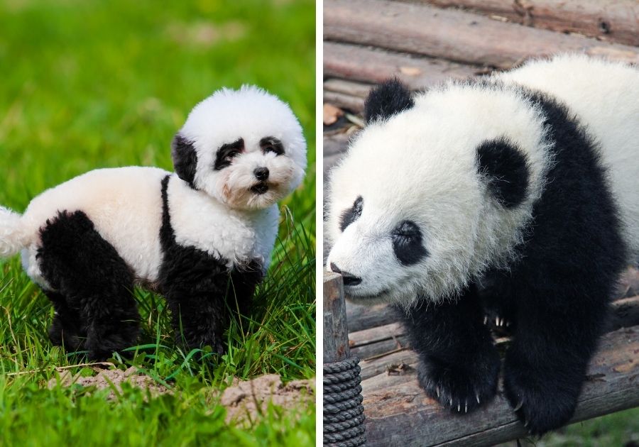 Dog Painted to Look Like Panda with a Panda Side by Side