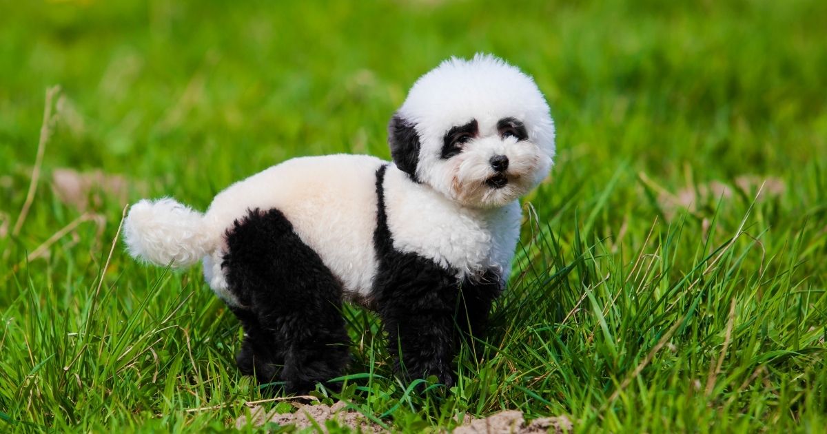 Panda Dogs: Dogs That Look Like Pandas
