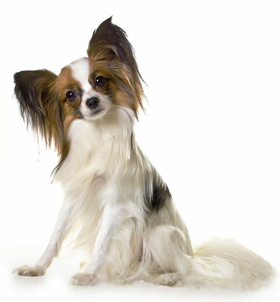 Papillon Dog Breed