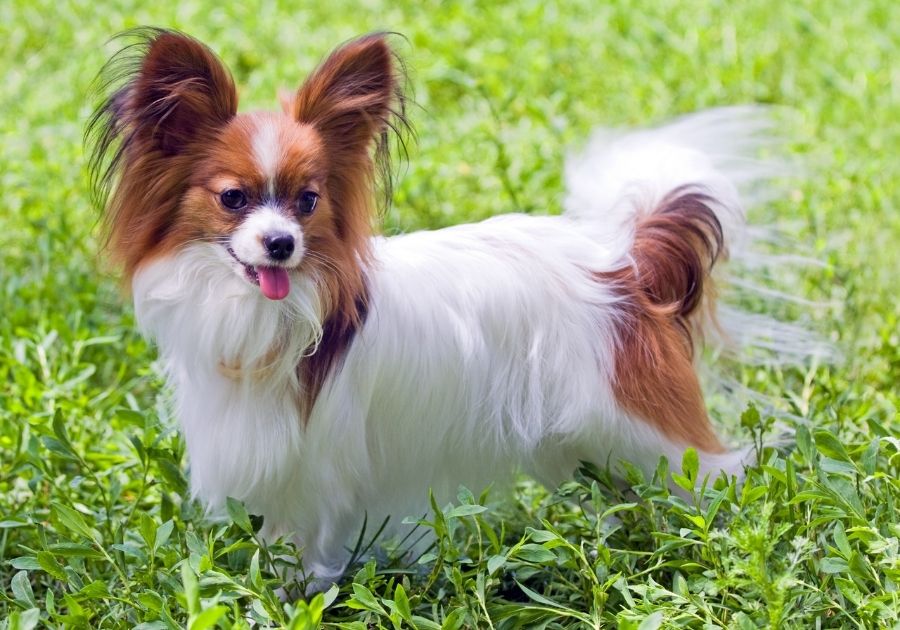 Papillon Pup Standing on Grass Looking Aside