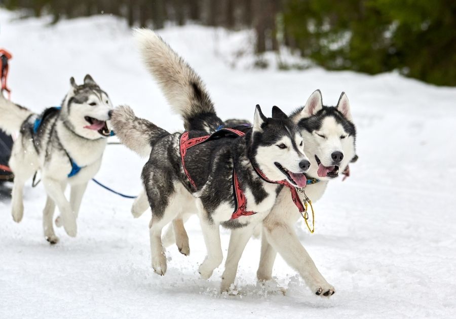 Park of Siberian Husky Sled Dogs