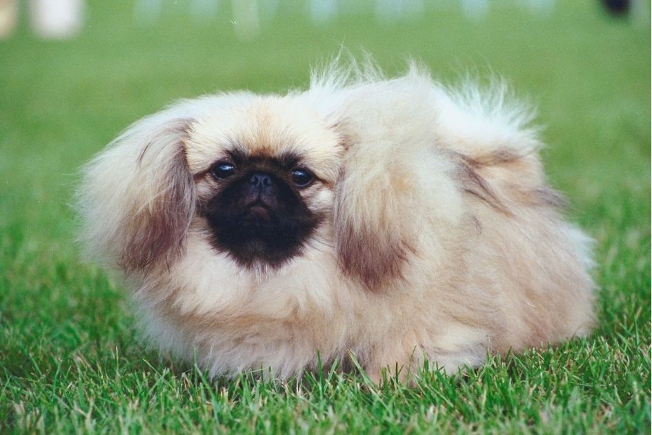 Pekingese Dog Breed