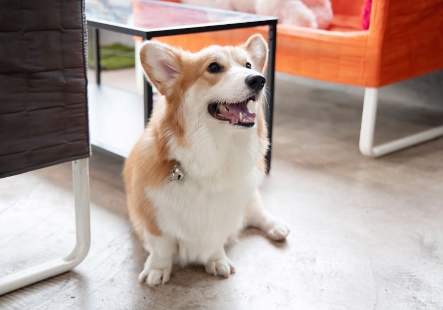 Pembroke Welsh Corgi Dog Barking Indoors