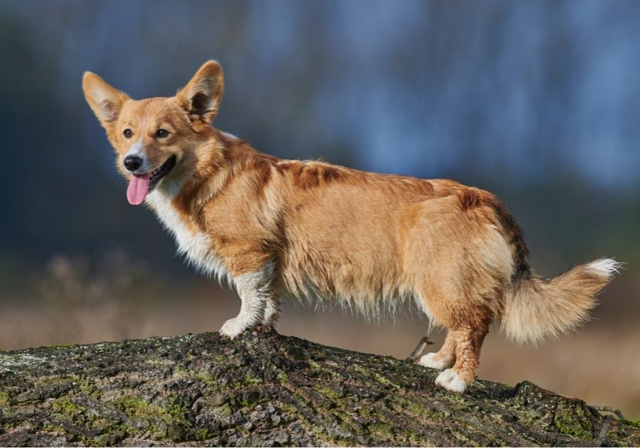 Pembroke Welsh Corgi Dog Standing on Log