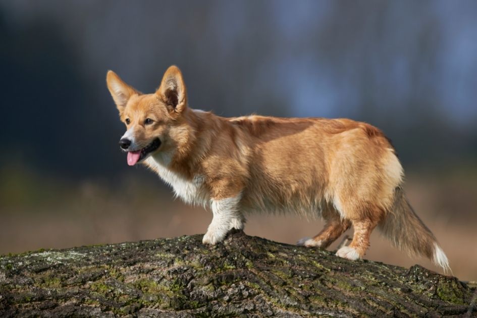 Pembroke Welsh Corgi Dog Standing on Tree Stem