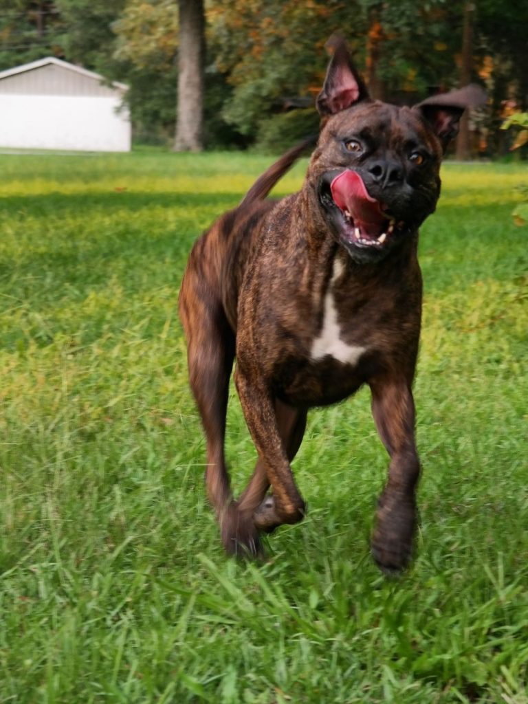 Brindle Perro Majorero Dog Running on Grass