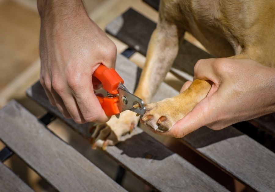 Person Cutting Dog Nails with Clipper