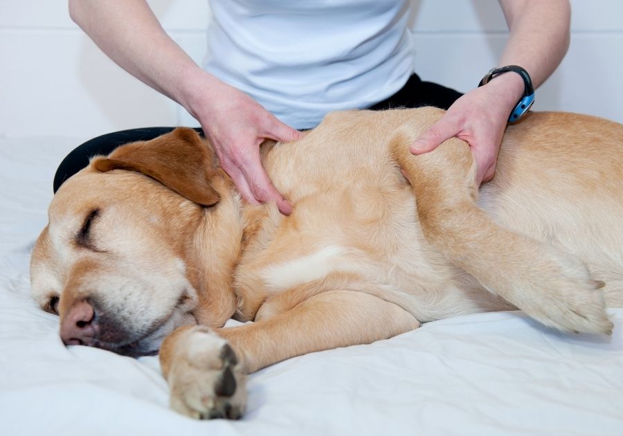 Person Massaging Dog