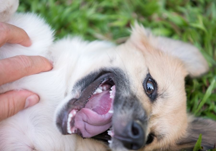 Person Rubbing a Dog on the Neck