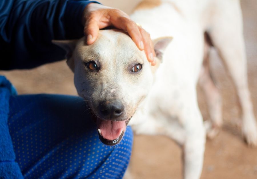 Person Trying to Calm an Aggressive Dog