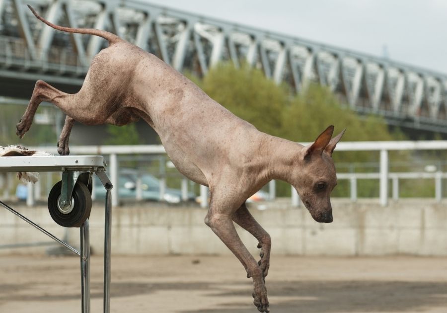 Hairless Peruvian Inca Orchid Dog Jumping Off Table